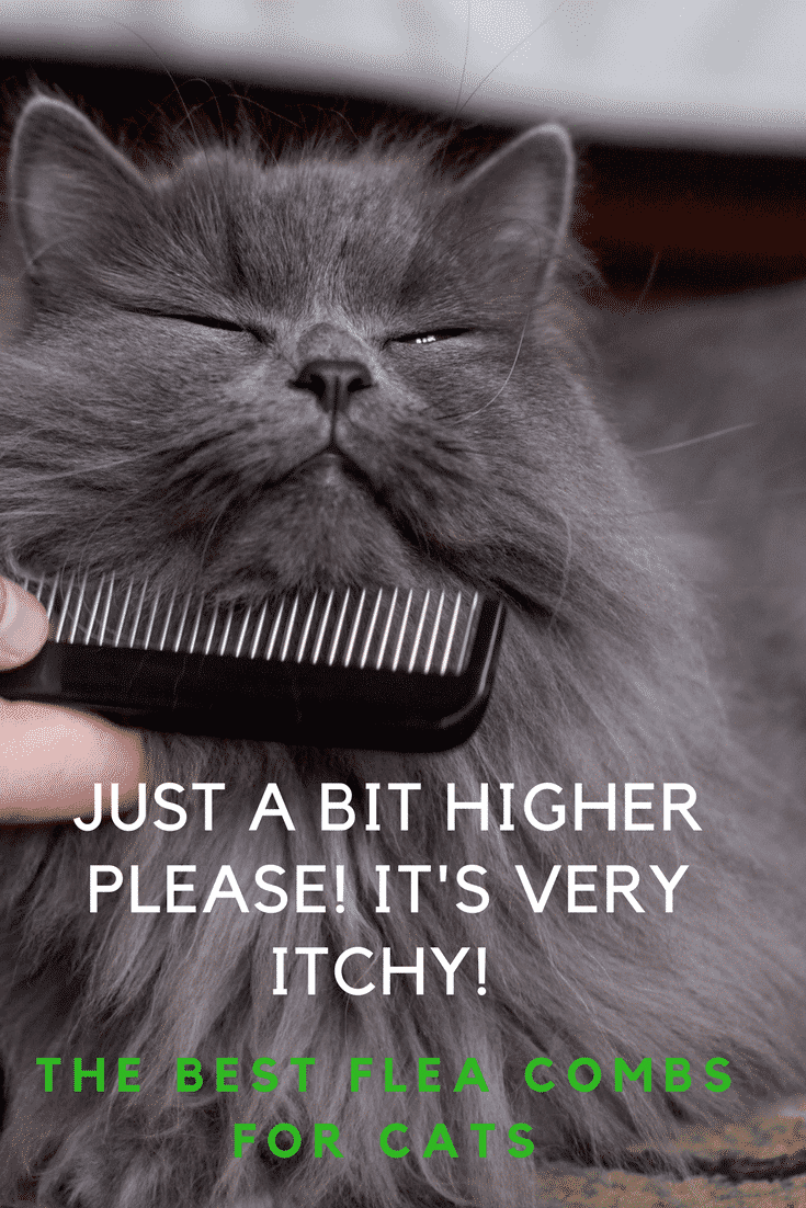 What Are The Best Flea Combs For Cats, Easy To Use And Good Value?