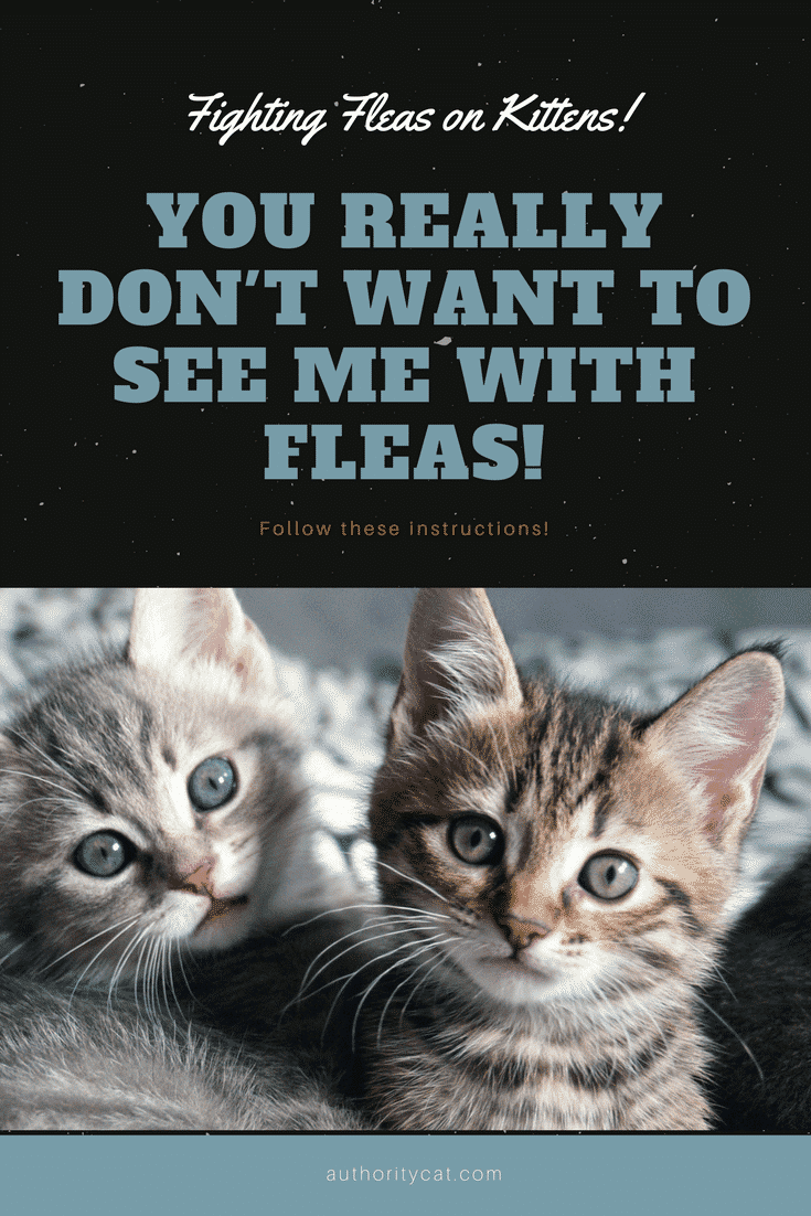 Beautiful view of Flea Preventative Medication For Purebred Kitten Owners