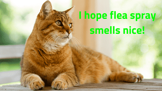 View of How To Find The Best Flea Spray For Cats