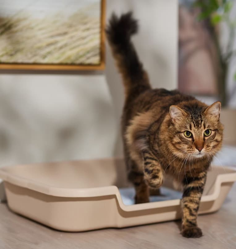 kitty go here cat litter box