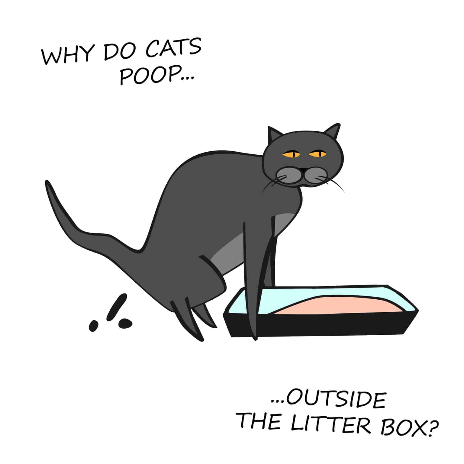 Cat Pooping On Floor Randomly? How To Solve This Quickly