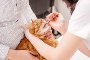 How To Give A Cat Medicine With A Pill Shooter For Cats
