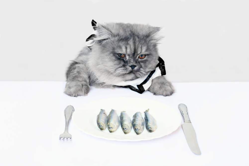 cat eating fish