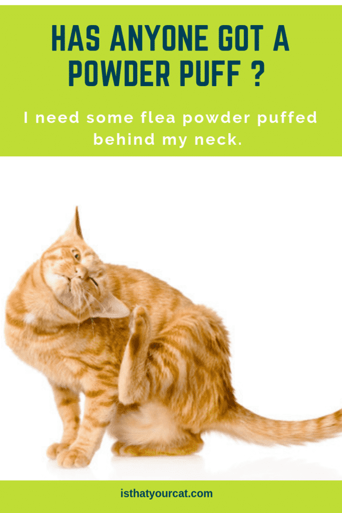 The Best Flea Powder For Cats