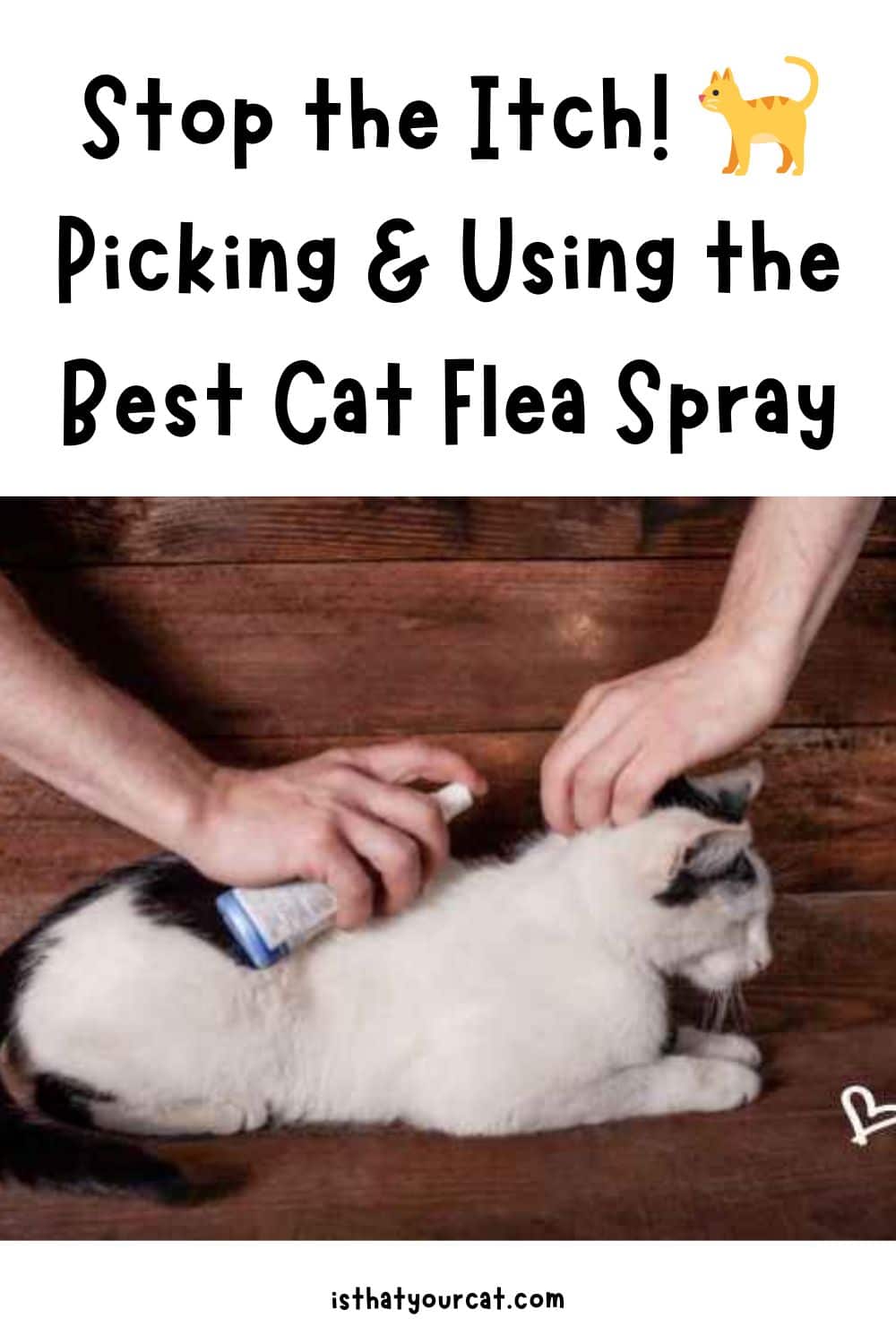choosing and using the best cat flea spray
