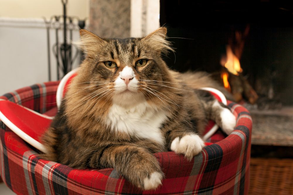 are heated cat beds safe