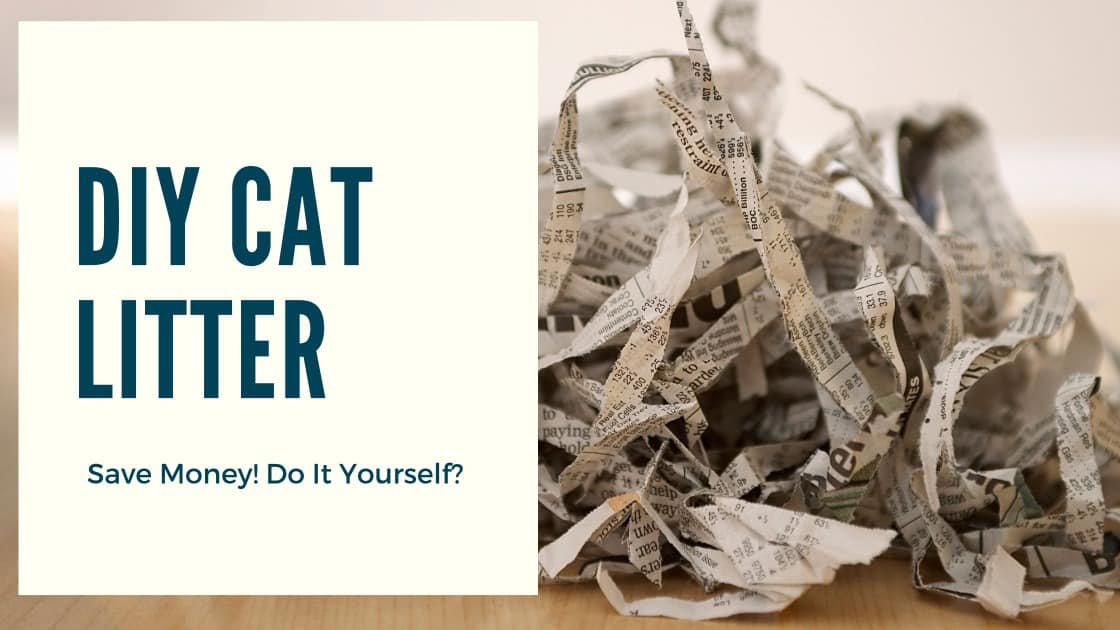 Save Money And Learn How To DIY Cat Litter