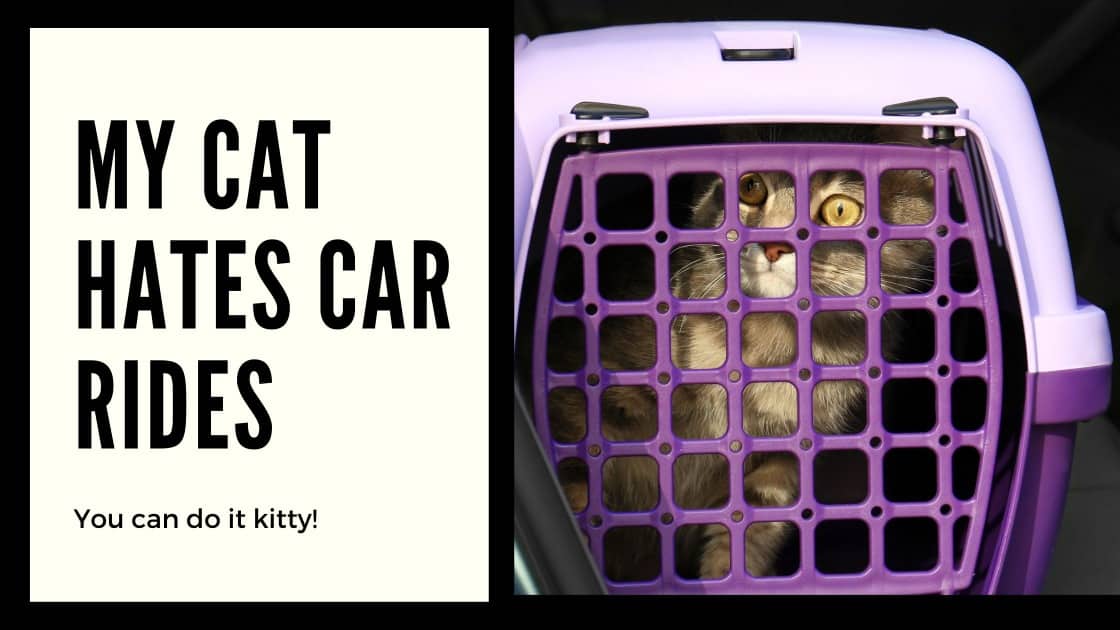 My Cat Hates Car Rides What Can I Do?