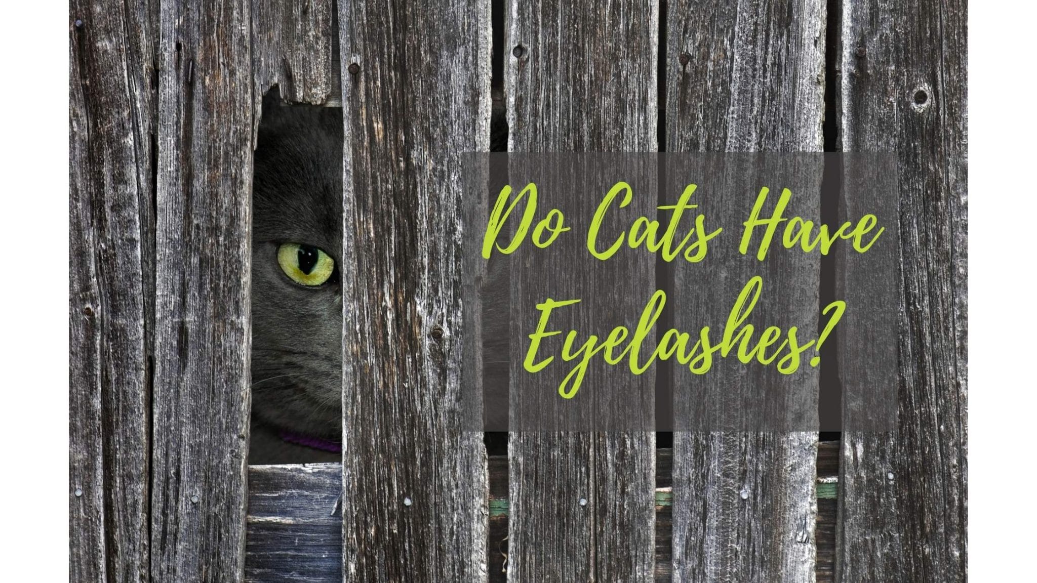Do Cats Have Eyelashes? An Interesting Question Is That Your Cat