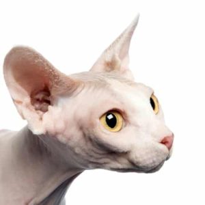 Do Cats Have Eyelashes? An Interesting Question Is That Your Cat