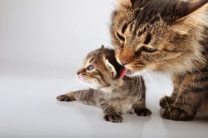 Why Do Cats Lick Each Other When Grooming? Is That Your Cat
