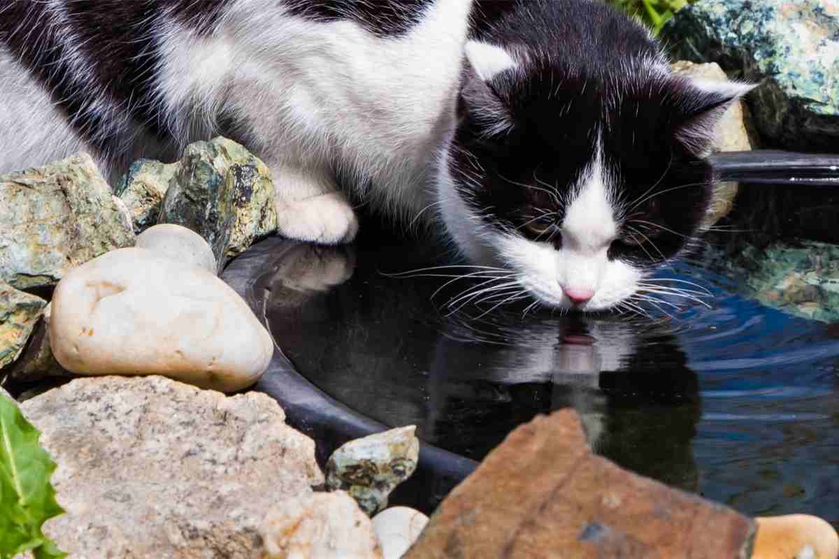 Why Do Cats Drink Dirty Water? What Is Wrong With The Water Bowl?