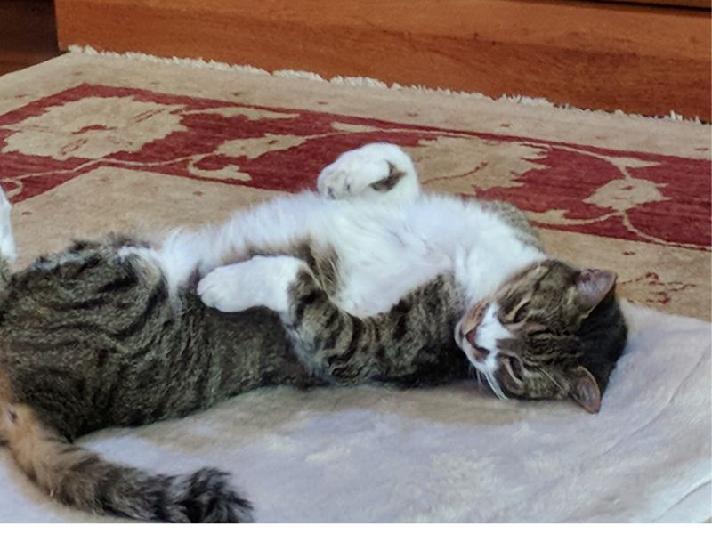 Tommy sleeping on his back