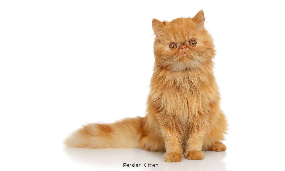 persian cat, flat face