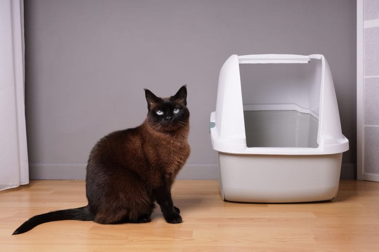Reasons To Explain Why The Cat Started Peeing Outside The Litter Box