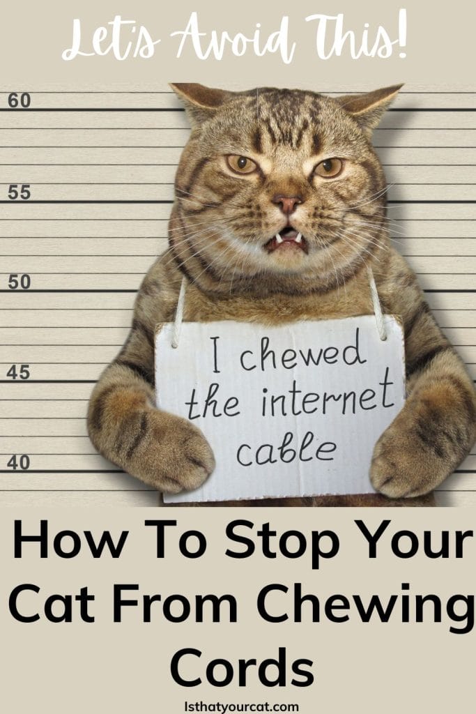 How To Hide Cords From Cats Keep The Cat Safe