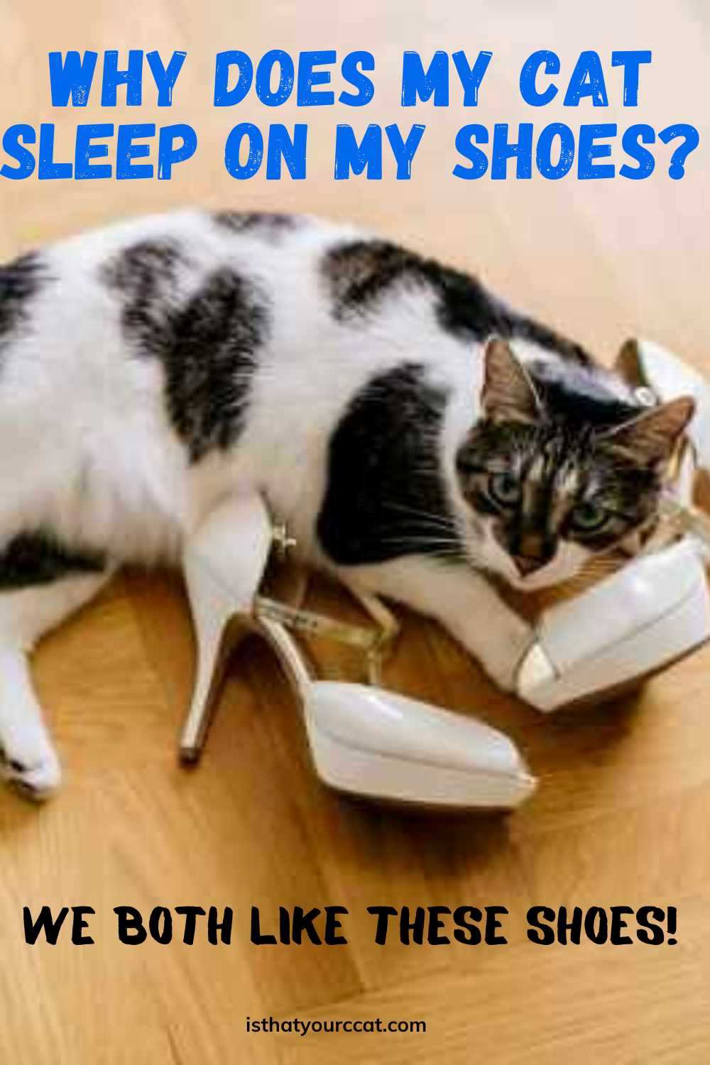 Why Does My Cat Sleep On My Shoes? The Cat Loves It!