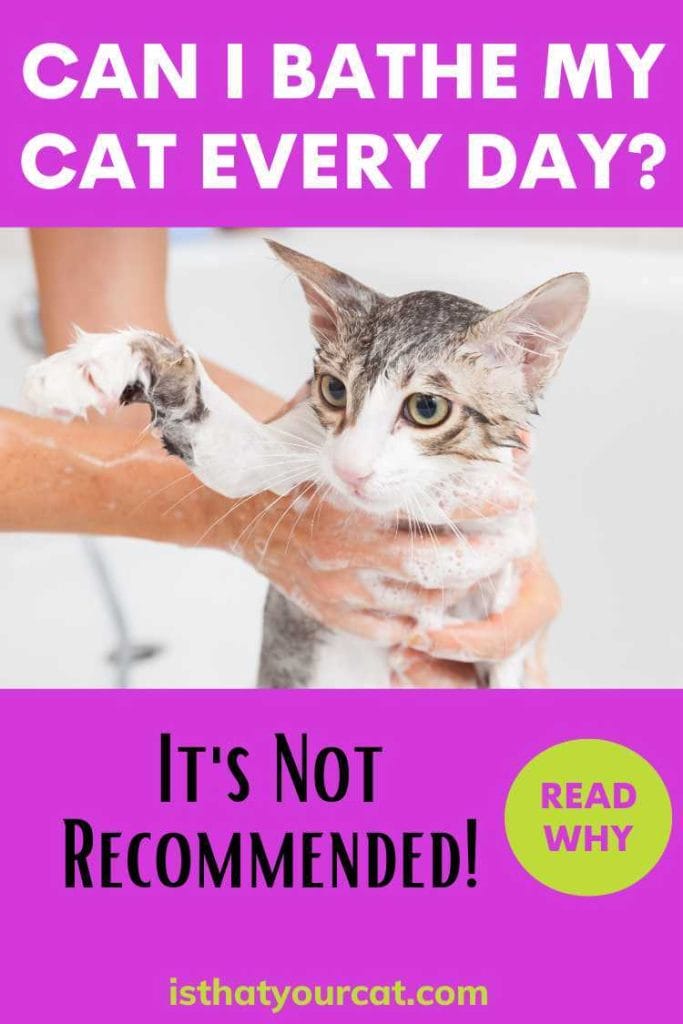 Can I Bathe My Cat Every Day? What Is Best? Is That Your Cat