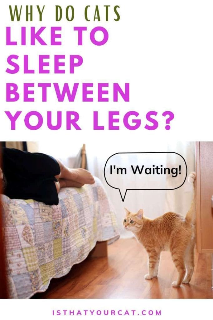 Why Does My Cat Sleep Between My Legs? The Reasons Why Cats Sleeping