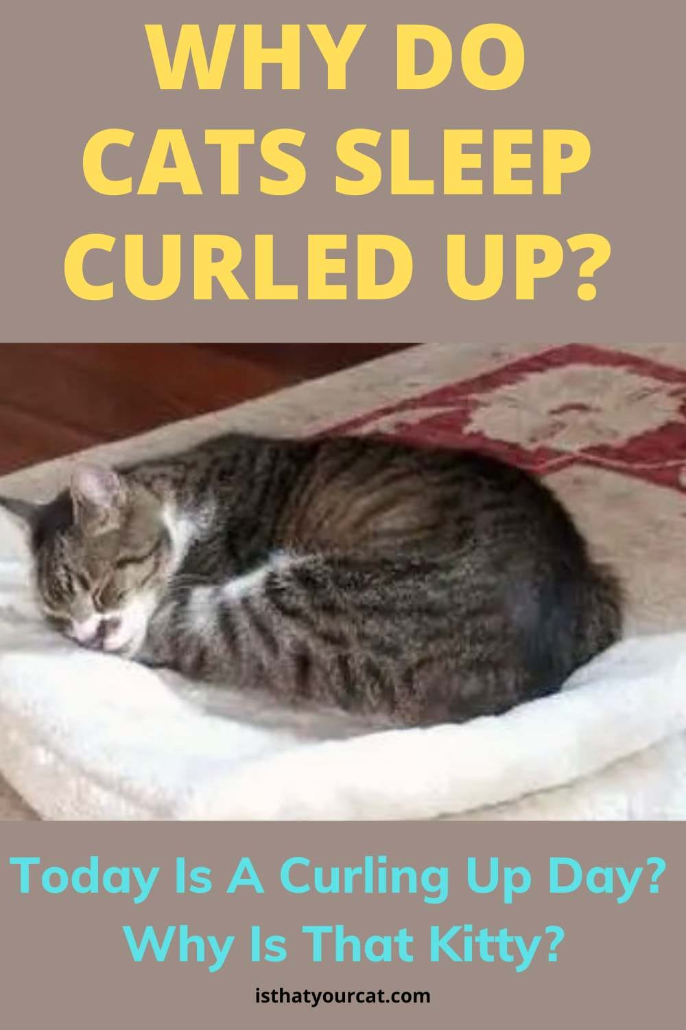 Why Do Cats Sleep In A Ball? We Want To Know!