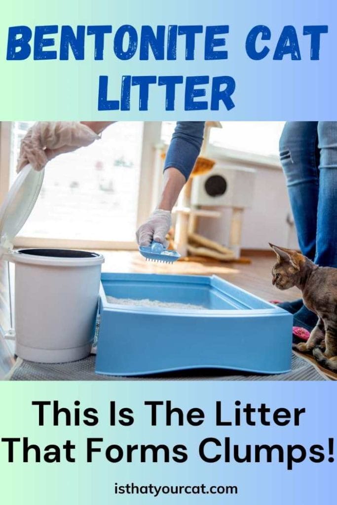 Bentonite Cat Litter Odor Control And Easy Clean Up