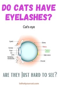 Do Cats Have Eyelashes? An Interesting Question | Is That Your Cat