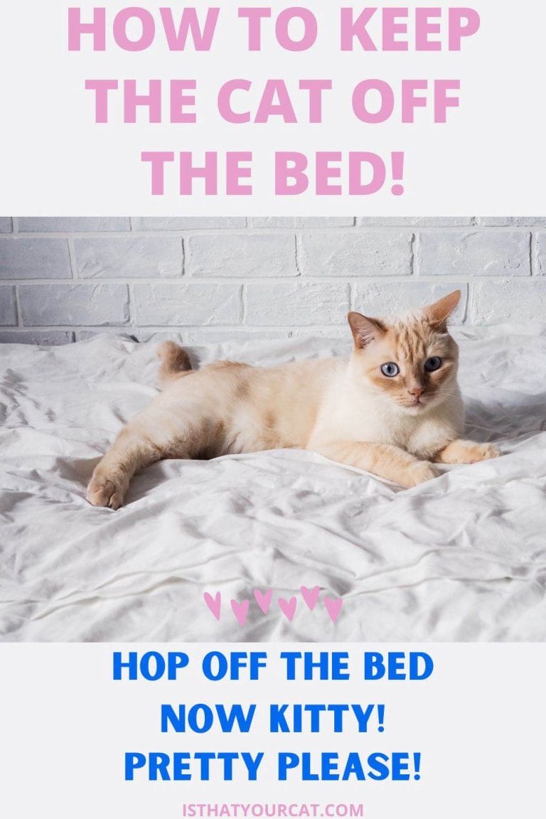 How To Keep The Cat Off The Bed In The Nicest Possible Way!