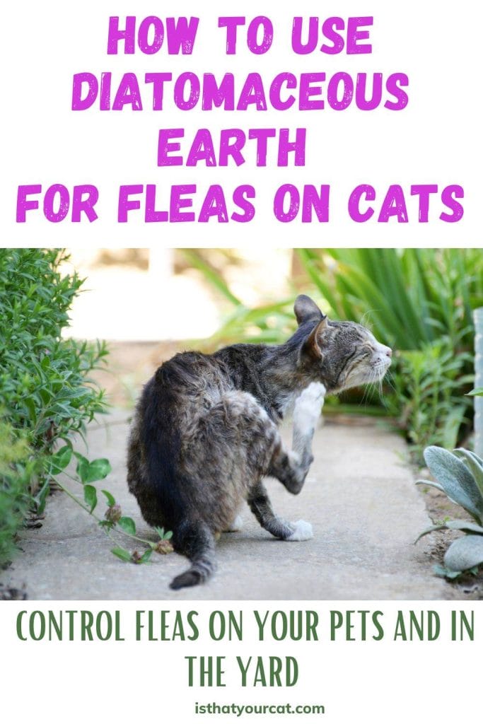 View of Diatomaceous Earth For Fleas On Cats - The Miracle Powder Your Cat Needs