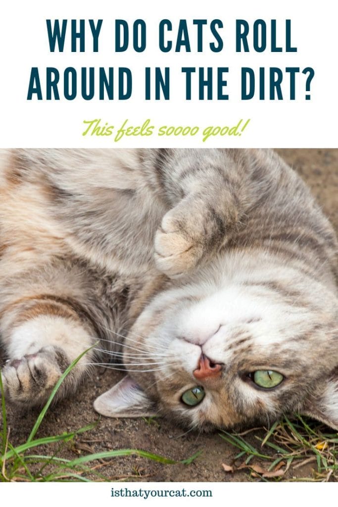 Top 14 Reasons Why Cats Roll Around In The Dirt Top 14 Reasons Why Cats