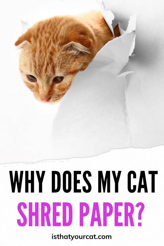 Why Does My Cat Shred Paper? Does It Matter? Cat Behavior/Care