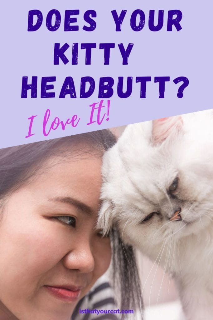 Why Do Cats Headbutt You? Is It Love Or Attention?