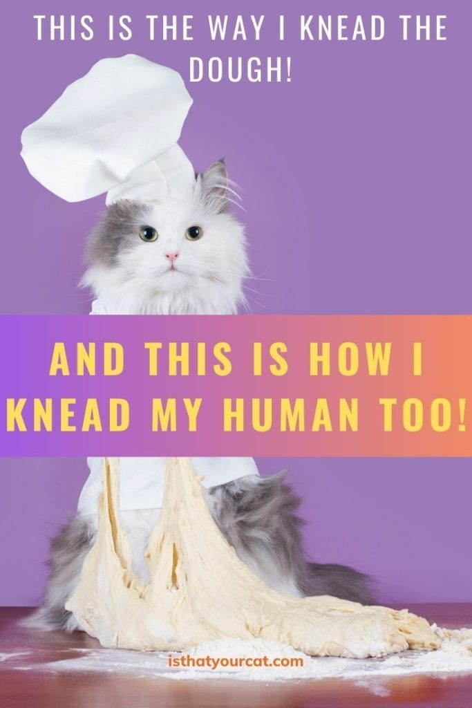 He's Not Jealous But...Why Does My Cat Knead Me And Not My Husband
