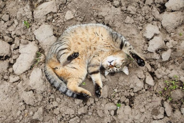Top 14 Reasons Why Cats Roll Around In The Dirt Top 14 Reasons Why Cats