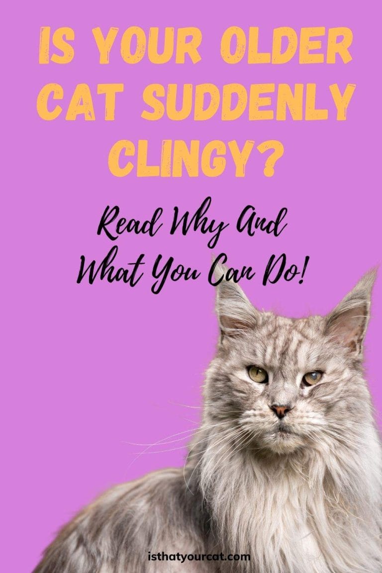 Aloof To Affectionate Understanding An Older Cat Suddenly Clingy