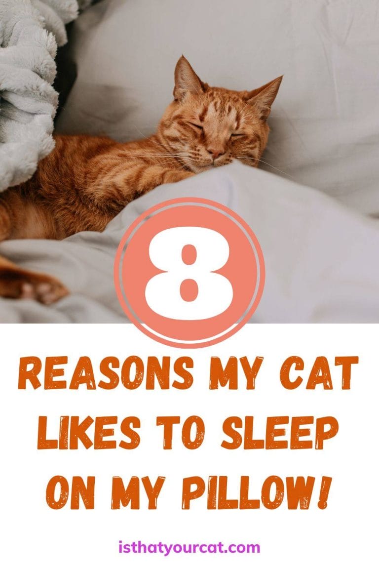 Why Does My Cat Sleep On My Pillow?
