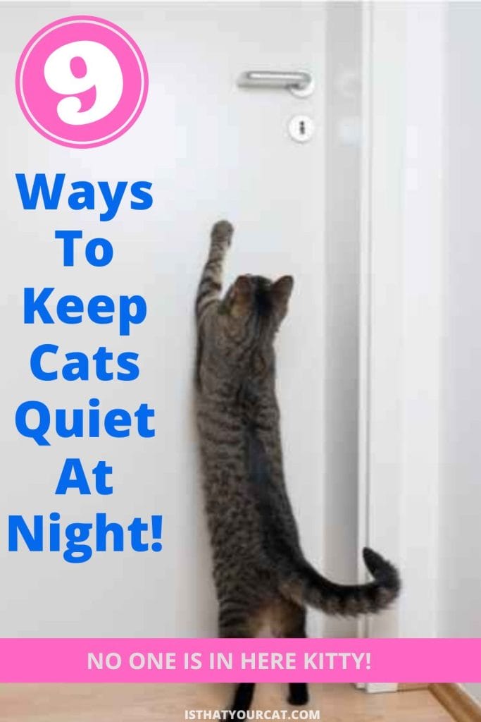 How To Keep Cats Quiet At Night! Good Luck With That!