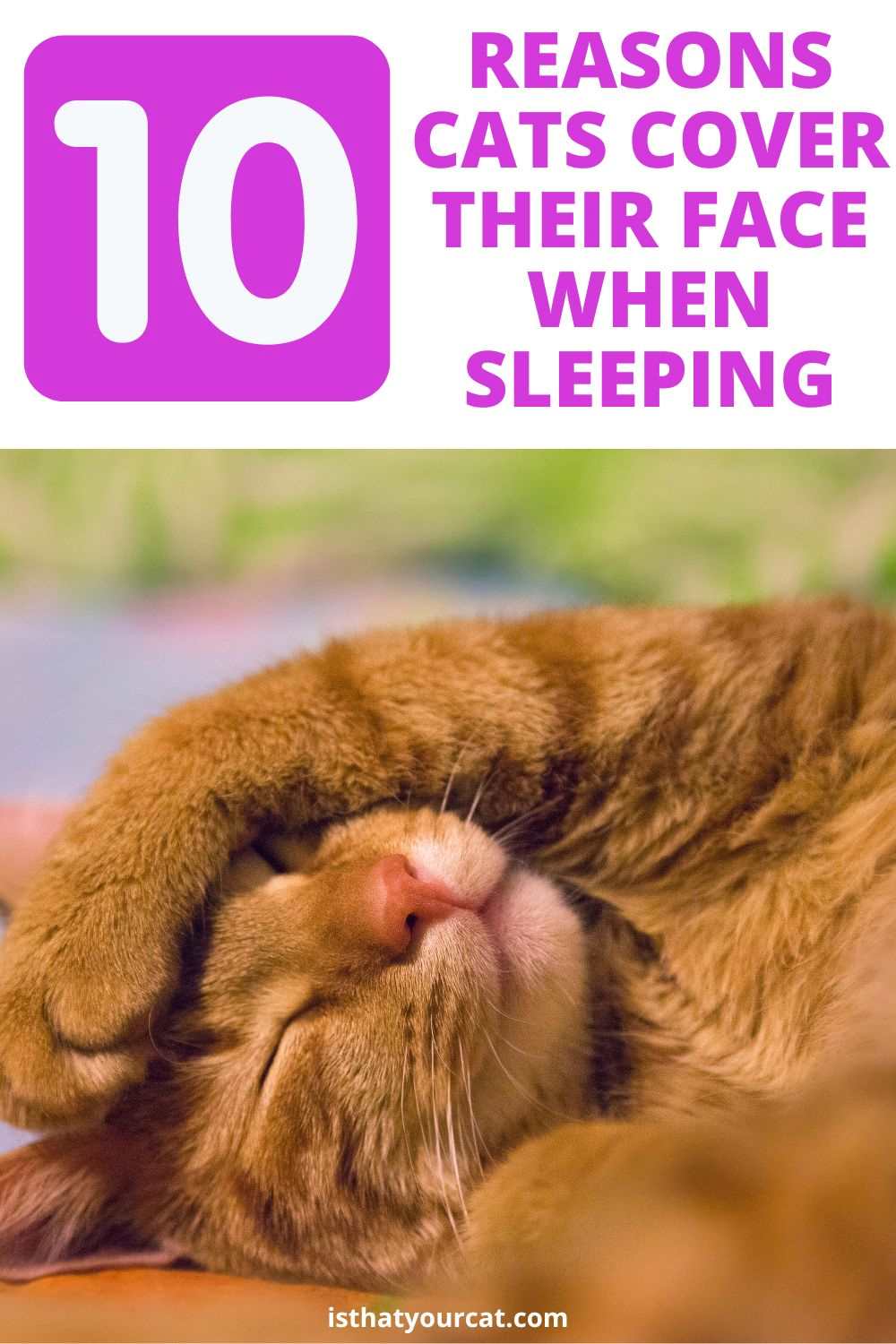 Why Do Cats Cover Their Face When They Sleep?