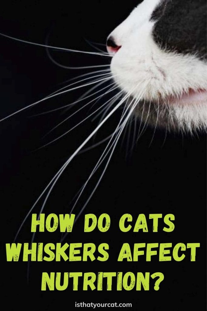 Can Cat's Whiskers Put Them Off Eating? Cat Whiskers And Nutrition