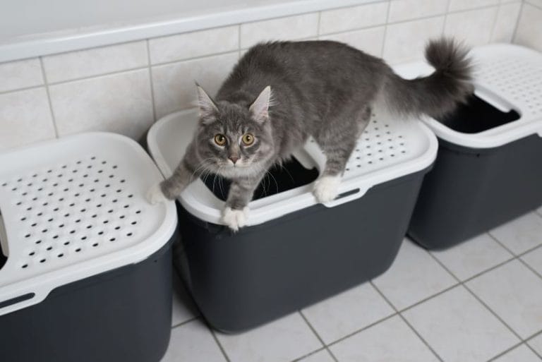 What To Do If Your Cat Pees On Your Bed? 15 Solutions!