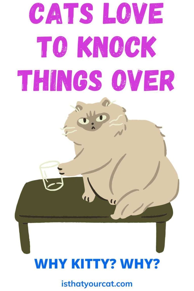 Why Do Cats Knock Things Over? It's Not Funny Kitty! Cat Behavior/Care