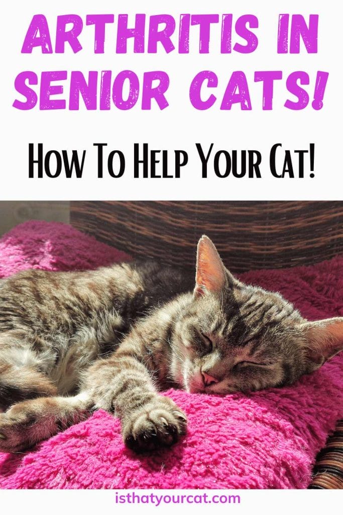 Practical Advice For Arthritis In Senior Cats From A Vet