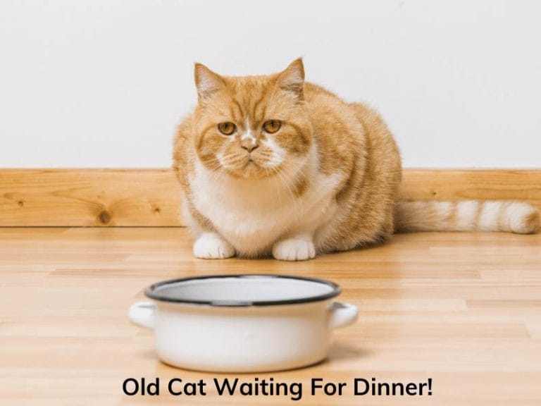 What Is The Best Diet For An Old Cat? Tips For Choosing The Right Diet