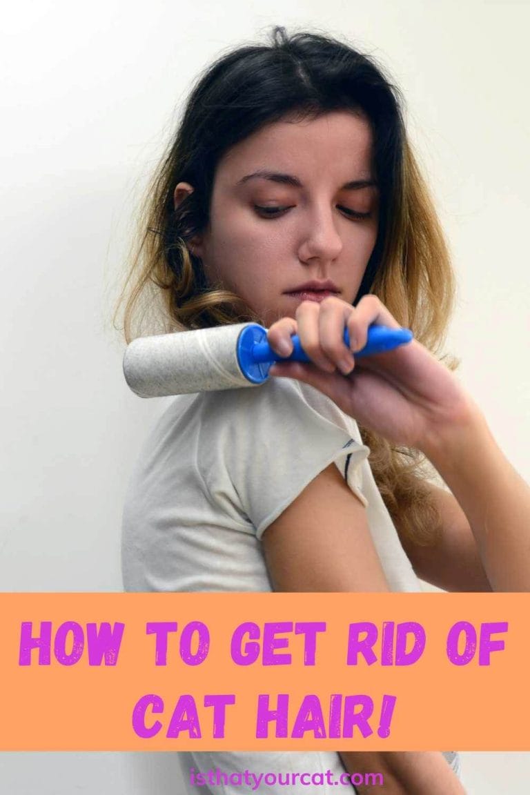 Can Someone Please Tell Me, The Best Way To Remove Cat Hair From Clothes?