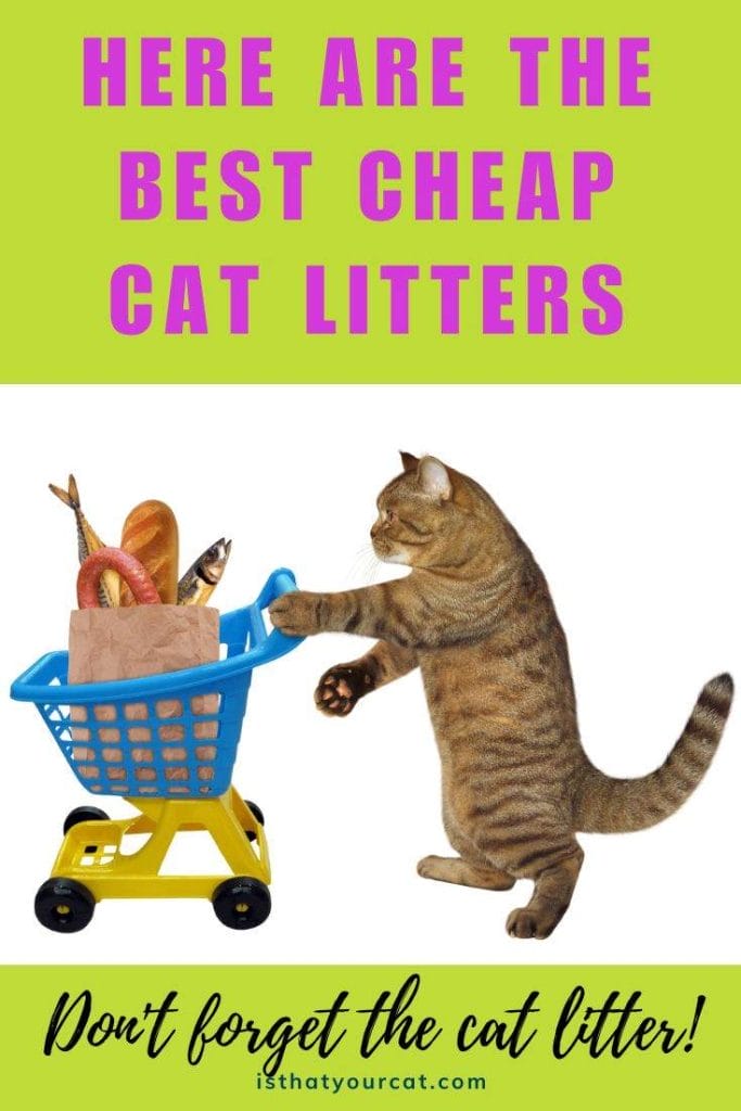 What Are The Best Cheap Cat Litters?