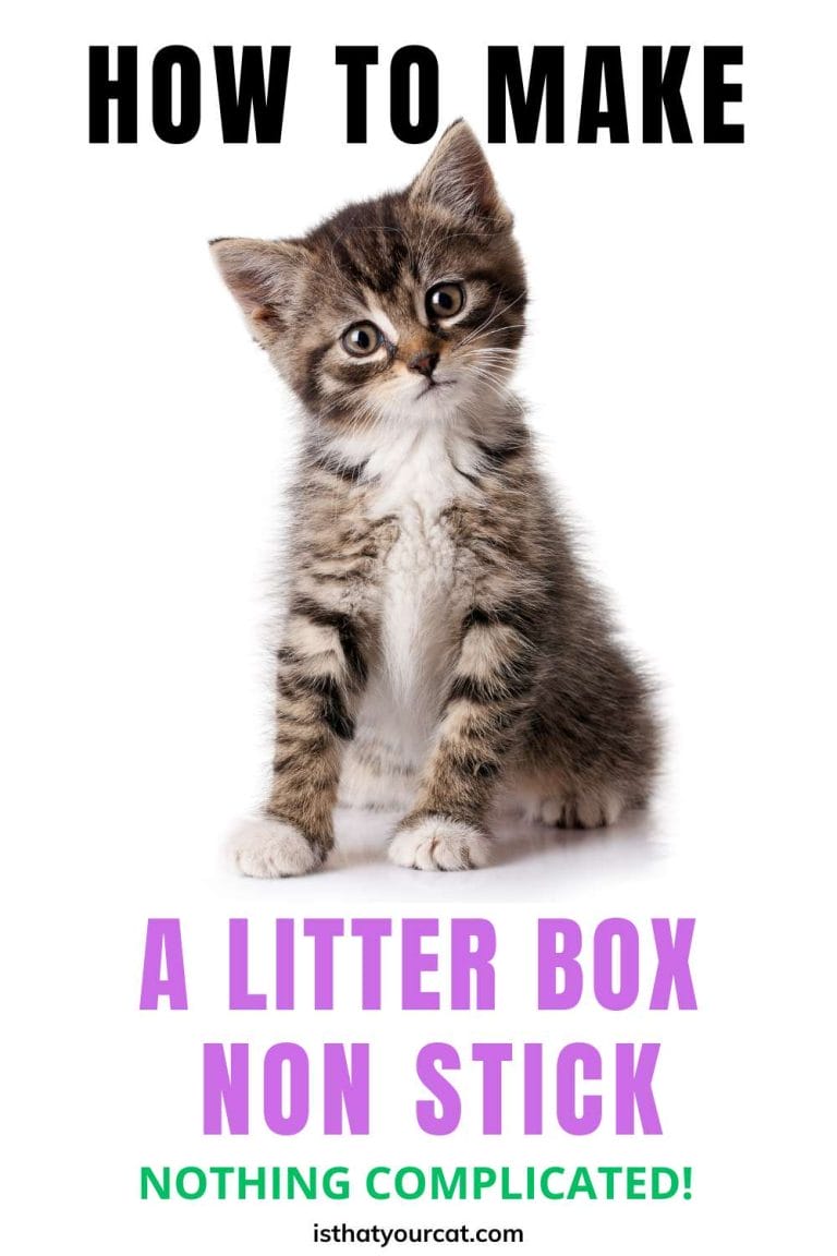 How To Make A Litter Box Non Stick And Easier To Clean