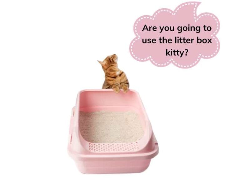 Choosing The Best Litter Box Attractant For Cats A Guide For Pet Owners