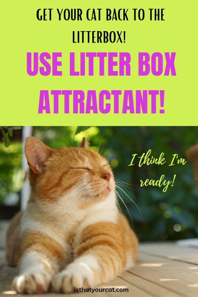 Choosing The Best Litter Box Attractant For Cats A Guide For Pet Owners