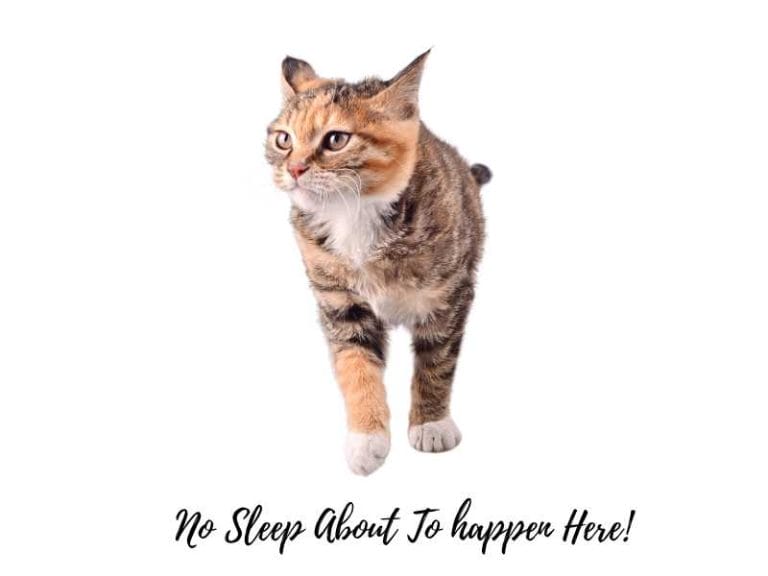 Why Is My Cat Sleeping More Than Usual? Reasons And Solutions