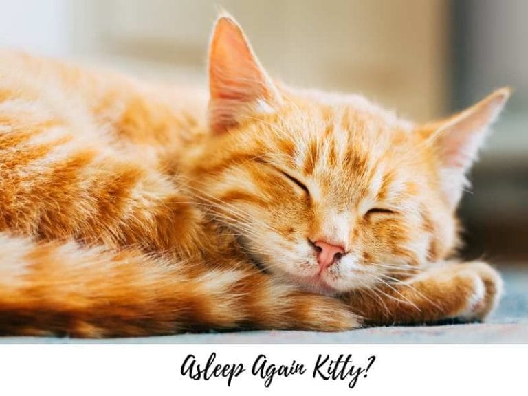 Why Is My Cat Sleeping More Than Usual? Reasons And Solutions