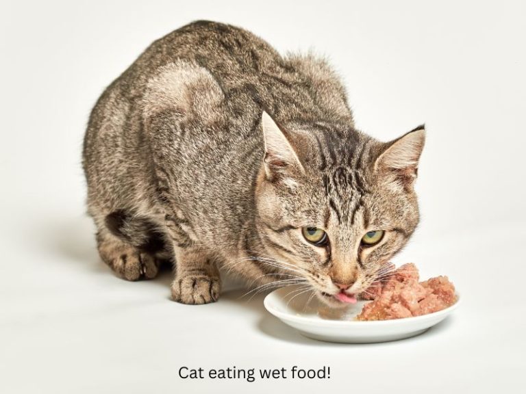 Curated visual reference: Gallery Detail: The Longevity Advantage Do Indoor Cats Live Longer